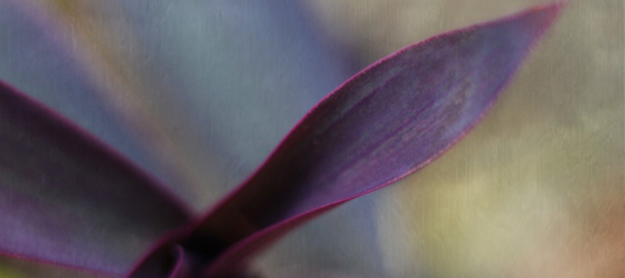 flor purpura unikko complementos